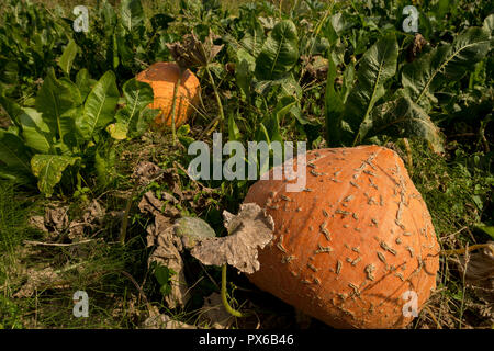 Nahaufnahme der Kürbis wächst in das Feld im Herbst Stockfoto