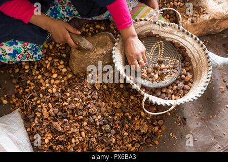 Nahaufnahmen der Hände der marokkanischen Frauen brechen Argan Muttern (Argania spinosa) in Kooperativen in Marokko. Diese Frucht ist als Kosmetika und Lebensmitteln eingesetzt. Stockfoto