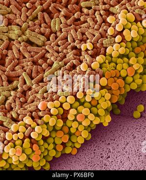 Fäkalbakterien. Scanning Electron Micrograph (SEM) von Bakterien gebildete aus einer Stichprobe von menschlichen Fäkalien. Mindestens 50 Prozent der menschlichen Exkrementen besteht aus Bakterien aus dem Darm vergossen. Viele dieser Bakterien sind ein Teil der normalen Flora im Darm gefunden und sind von Vorteil für die Verdauung. Allerdings werden auch einige Pathogene, wie Salmonella enterica und bestimmte Stämme von Escherichia coli, die lebensmittelbedingte Krankheiten verursachen können. Vergrößerung: x6000, wenn gedruckt 10 Zentimeter in der Breite Stockfoto