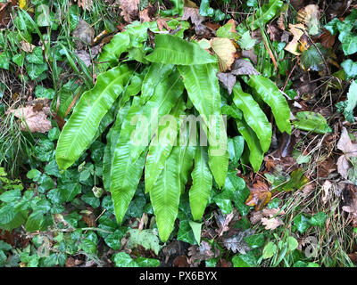 Der HART-ZUNGE FARN Phyllitis scolopendrium. Foto: Tony Gale Stockfoto