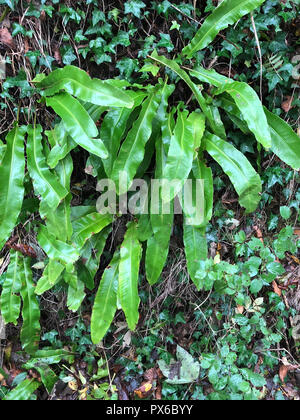 Der HART-ZUNGE FARN Phyllitis scolopendrium. Foto: Tony Gale Stockfoto