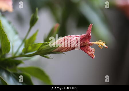 Red Hibiscus Blume welken. Red Hibiscus rosa-sinensis Blume welken beginnt nach dem Blühen, langsam degeneriert. Die Blütenblätter sind geschlossen und verdreht. Stockfoto