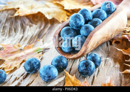 Herbst Ernte blaue Beeren der Schlehe in einem hölzernen Lufthutze aus dem Ölbaum. Herbst Hintergrund. Stockfoto