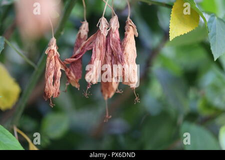 Trockene Hibiskus Blumen. Getrocknete rote Hibiscus rosa-sinensis Blumen hängend vor der heraus fallen. Die grünen Strauch im Hintergrund. Stockfoto