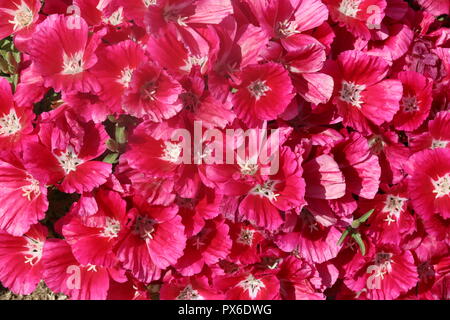 Rote Blumen. Rote Garten Blumen - clarkia Godetia. Dichten Blume Blüte. Stockfoto