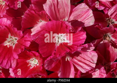 Rote Blumen, Ansicht von oben. Rote Garten Blumen - clarkia Godetia. Dichten Blume Blüte. Stockfoto