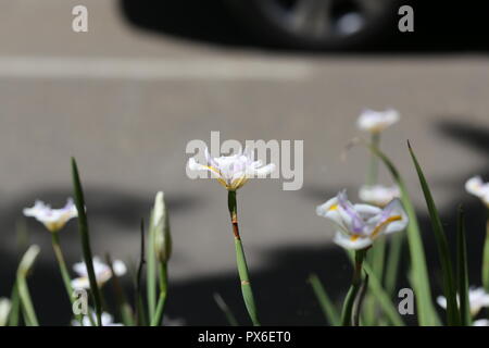 Dietes Grandiflora Blumen. Dietes Grandiflora Blütezeit in der Nähe der Asphaltstrasse. Im Hintergrund blured Rad der vorbeifahrenden Auto. Stockfoto