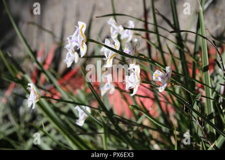 Dietes Grandiflora Blumen. Dietes Grandiflora Blütezeit in der Nähe der Asphaltstrasse. In der Hintergrund verschwommen Red Road Tauchgrenze. Stockfoto