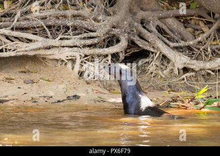 Riesenotter auf Wasser aus Feuchtgebiet Pantanal, Brasilien. Brasilianischen Tierwelt. Pteronura brasiliensis Stockfoto