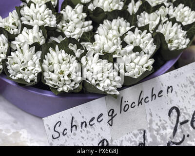 Naschmarkt Blumen Schneeglöckchen Stockfoto