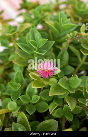 Aptenia cordifolia Stockfoto