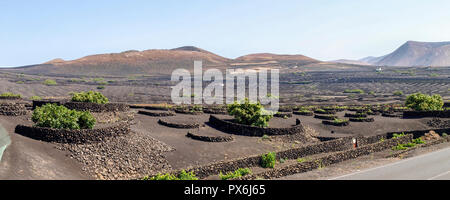 Lanzarote, Spanien - Juni 9, 2017: Anbau von Weinbergen auf dem Boden Stockfoto