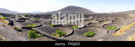 Lanzarote, Spanien - Juni 9, 2017: Anbau von Weinbergen auf dem Boden Stockfoto