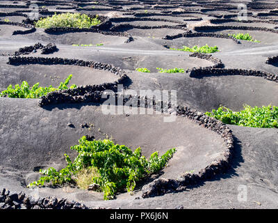 Lanzarote, Spanien - Juni 9, 2017: Anbau von Weinbergen auf dem Boden Stockfoto