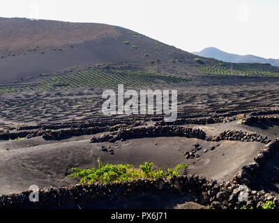 Lanzarote, Spanien - Juni 9, 2017: Anbau von Weinbergen auf dem Boden Stockfoto