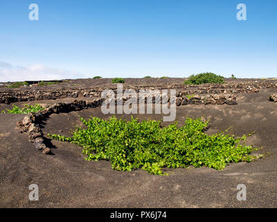 Lanzarote, Spanien - Juni 9, 2017: Anbau von Weinbergen auf dem Boden Stockfoto