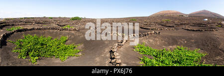 Lanzarote, Spanien - Juni 9, 2017: Anbau von Weinbergen auf dem Boden Stockfoto