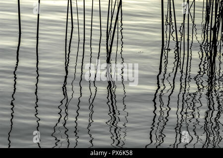 Abendlicht, Seegras, Kroatien, NP Plitvicer Seen Stockfoto