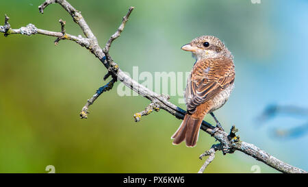 Der neuntöter - weiblich. Es ist eine fleischfressende Säugetierart und Mitglied des shrike Familie Laniidae. Stockfoto