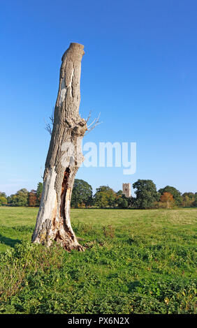 Ein großer Baumstumpf in der Mitte des Standorts der römischen Stadt Venta Icenorum an Caistor St Edmund, Norfolk, England, Vereinigtes Königreich, Europa. Stockfoto