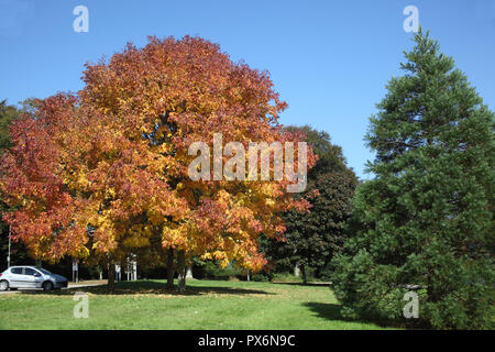 Drei Bäume in Herbstfarben im Oktober in St Austell Cornwall in Großbritannien nur 2 Tage nach dem Foto wurde ein Sturm alle Blätter von den Bäumen. Stockfoto