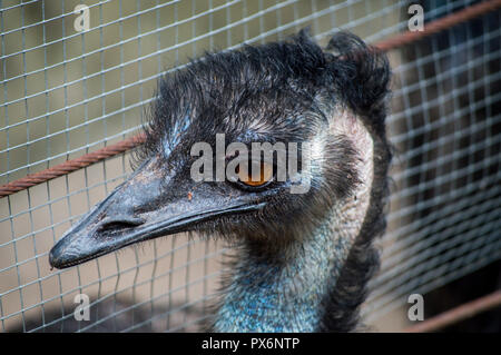 Chiang Mai, Thailand - Juli 1, 2018: In Chiang Mai Zoo, Wwu Kopf und Hals. Stockfoto