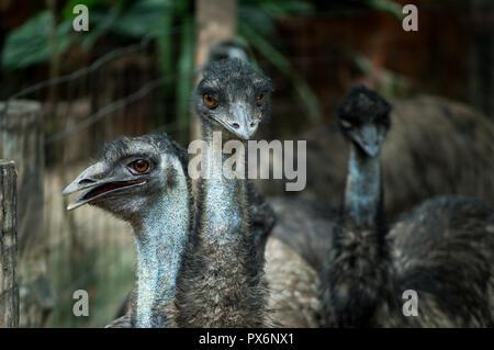 Chiang Mai, Thailand - Juli 1, 2018: In Chiang Mai Zoo, Wwu Kopf und Hals. Stockfoto