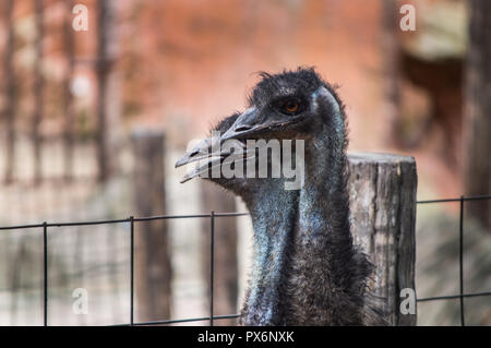 Chiang Mai, Thailand - Juli 1, 2018: In Chiang Mai Zoo, Wwu Kopf und Hals. Stockfoto