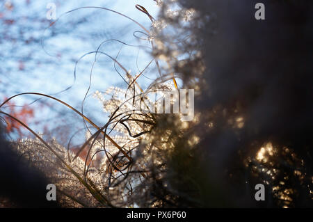 Gras fallen mit Hintergrundbeleuchtung Stockfoto