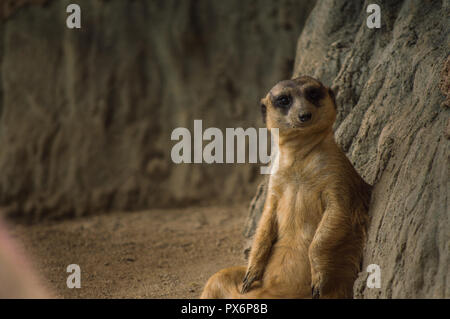 Chiang Mai, Thailand - Juli 1, 2018: In Chiang Mai Zoo, der erdmännchen ist ein kleines carnivoran vom mongoose Familie. Stockfoto