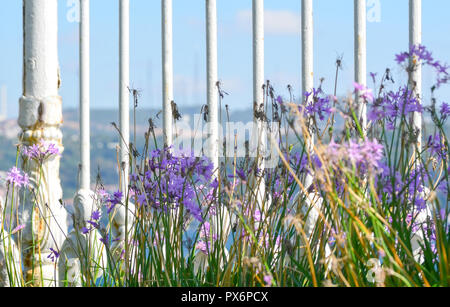 Ein Blick auf den Bosporus durch lila Blumen und einem weißen Gitter Nahaufnahme. Soft Focus. Stockfoto