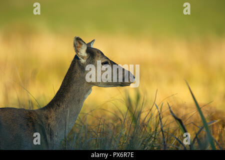 Weibliches Damwild auf der Wiese im Herbst im Licht der untergehenden Sonne. Deutlich sichtbare Auge und Fell details. Schließen, horizontale Ansicht. Stockfoto