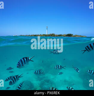 Scissortail sergeant Fisch unter Wasser mit amédée Insel und Leuchtturm, geteilte Ansicht Hälfte über und unter Wasser Oberfläche, Neukaledonien, South Pacific Stockfoto