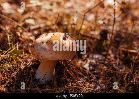 Mit Porcini-pilzen wächst in den Wald. Herbst Natur. Pilze sammeln Stockfoto