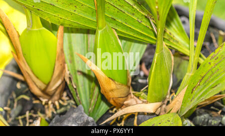 Glühlampe der Coelogyne pandurata, Black Orchid, endemischen und gefährdeten Arten von Ost Borneo, Indonesien Stockfoto