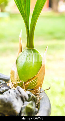 Glühlampe der Coelogyne pandurata, Black Orchid, endemischen und gefährdeten Arten von Ost Borneo, Indonesien Stockfoto