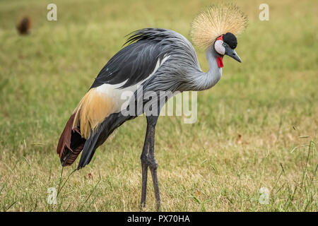 Grau gekrönt Kran (Balearica regulorum) in einem Zoo. Stockfoto