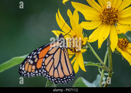 Ein monarchfalter (danaus Plexippus) auf Sonnenblumen gehockt Stockfoto