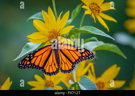 Ein monarchfalter (danaus Plexippus) auf Sonnenblumen gehockt Stockfoto