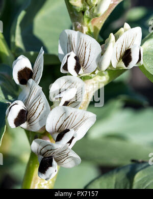 Nahaufnahme von Saubohnen, Vicia faba, Blumen Stockfoto