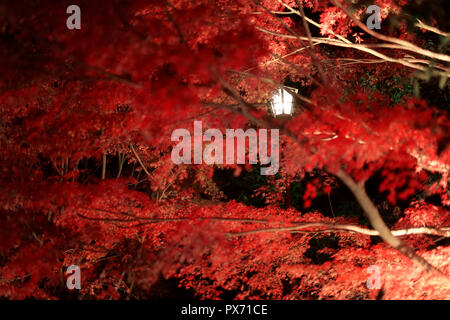 Rote Ahorn hell durch Straßenlaternen im Herbst Kyoto, Japan Stockfoto
