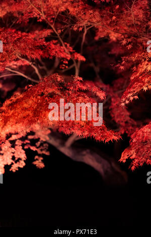 Sehr schönes, helles Rot Japanischer Ahorn Baum Blätter in der Nacht im Herbst in Kyoto, Japan, Acer palmatum auf schwarzem Hintergrund beleuchtet. Stockfoto