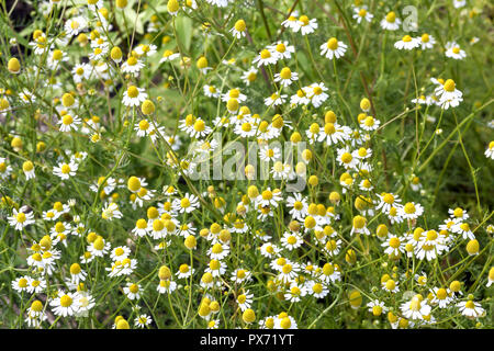 Blüten der Kamille, Matricaria Chamomilla, Bayern, Deutschland, Europa Stockfoto