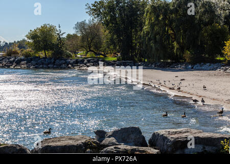 Hamilton, Kanada - Oktober 16, 2018: Gänse genießen Sie die letzten Tage des bunten sonnigen Herbst am See Stockfoto