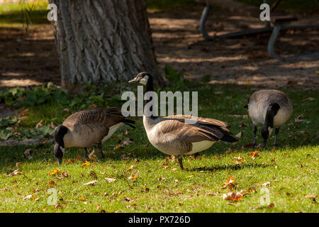 Hamilton, Kanada - Oktober 16, 2018: Gänse genießen Sie die letzten Tage des bunten sonnigen Herbst am See Stockfoto