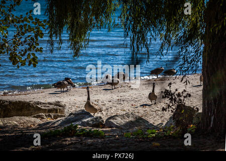 Hamilton, Kanada - Oktober 16, 2018: Gänse genießen Sie die letzten Tage des bunten sonnigen Herbst am See Stockfoto