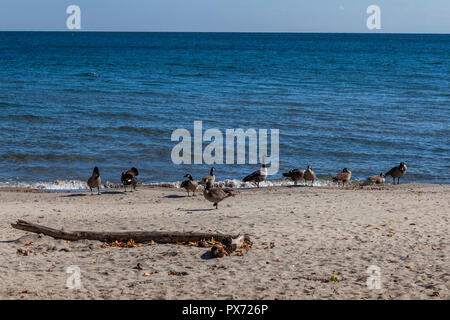 Hamilton, Kanada - Oktober 16, 2018: Gänse genießen Sie die letzten Tage des bunten sonnigen Herbst am See Stockfoto