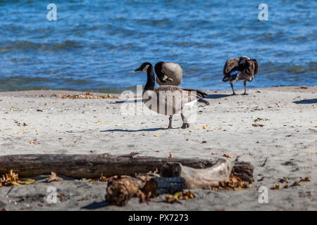 Hamilton, Kanada - Oktober 16, 2018: Gänse genießen Sie die letzten Tage des bunten sonnigen Herbst am See Stockfoto