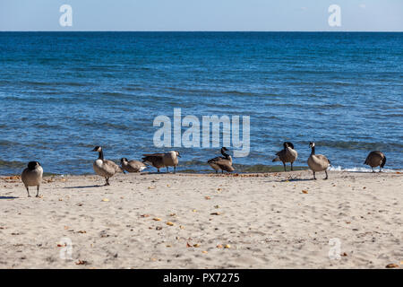 Hamilton, Kanada - Oktober 16, 2018: Gänse genießen Sie die letzten Tage des bunten sonnigen Herbst am See Stockfoto