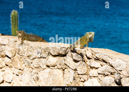 Iguana aalt sich in der Sonne in Playa Lagun, Curacao, Niederlande. Mit selektiven Fokus Stockfoto